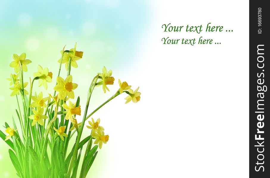 daffodil flowers - spring card