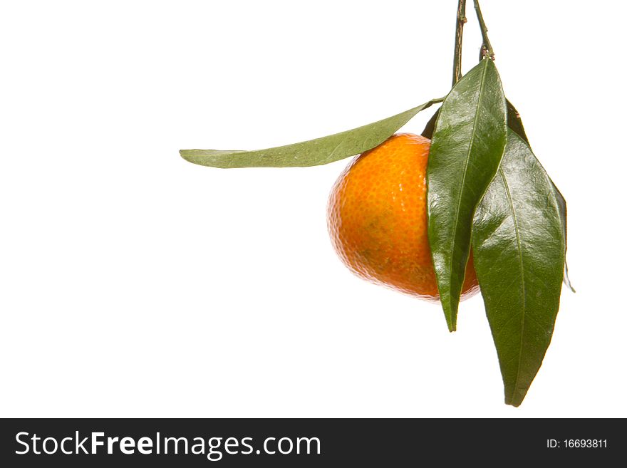 Tangerines With Green Leaves