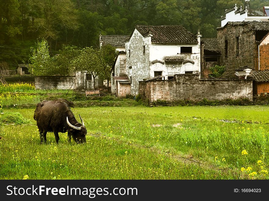 Rural life is so quiet. Rural life is so quiet