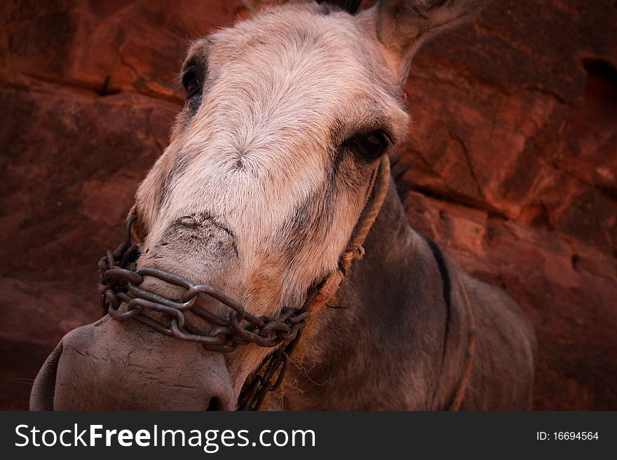 A donkey face with expressive eyes.