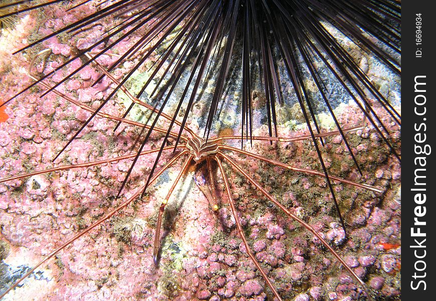 Arrow Head Crab, and sea urchin, Maderia