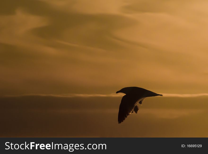 A seagull flies in the dusk on Peka Peka Beach, New Zealand. A seagull flies in the dusk on Peka Peka Beach, New Zealand