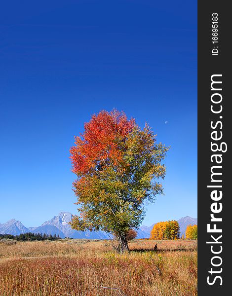 Single tall autumn tree in the prairie landscape of Wyoming