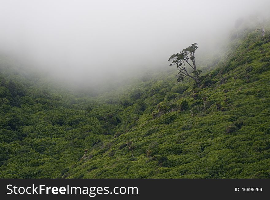 A lone large tree comes out of the mist in the Peka Peka hills, New Zealand. A lone large tree comes out of the mist in the Peka Peka hills, New Zealand.