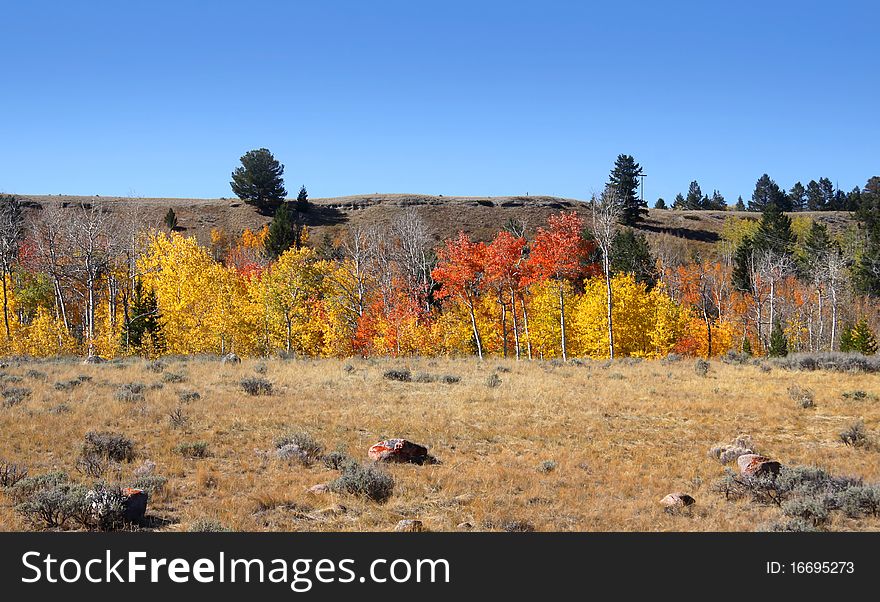 Small autumn trees in the middle of desert and rocky mountains. Small autumn trees in the middle of desert and rocky mountains