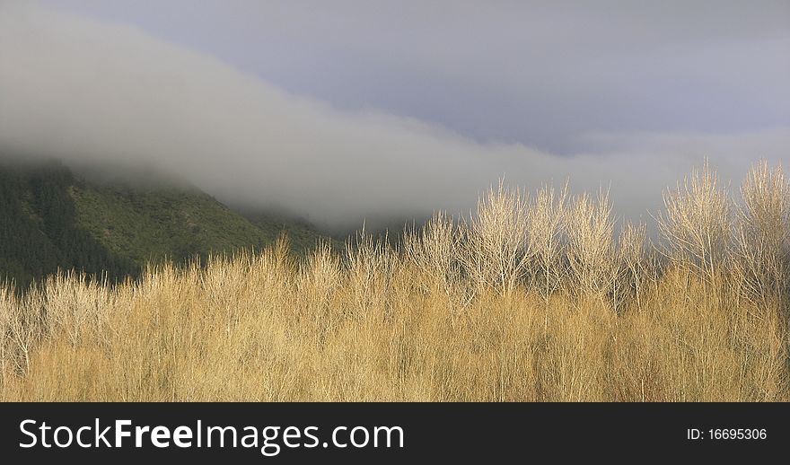 The low sun strikes poplar trees while the mistr hangs on the hills, Peka peka, Waikaae, New zealand. The low sun strikes poplar trees while the mistr hangs on the hills, Peka peka, Waikaae, New zealand