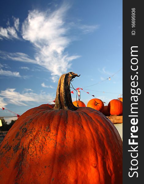 A pumpkin in a patch under a beautiful fall sky. A pumpkin in a patch under a beautiful fall sky.