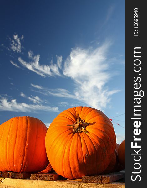 Two pumpkins in a patch under a gorgeous Fall afternoon sky. Two pumpkins in a patch under a gorgeous Fall afternoon sky.