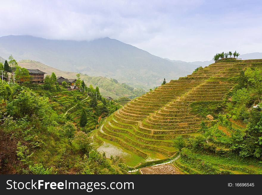 Rice Terraces in Jinkeng