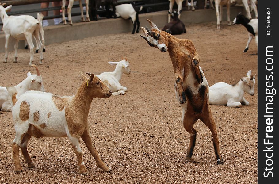 A goat prepares to ram another goat. A goat prepares to ram another goat