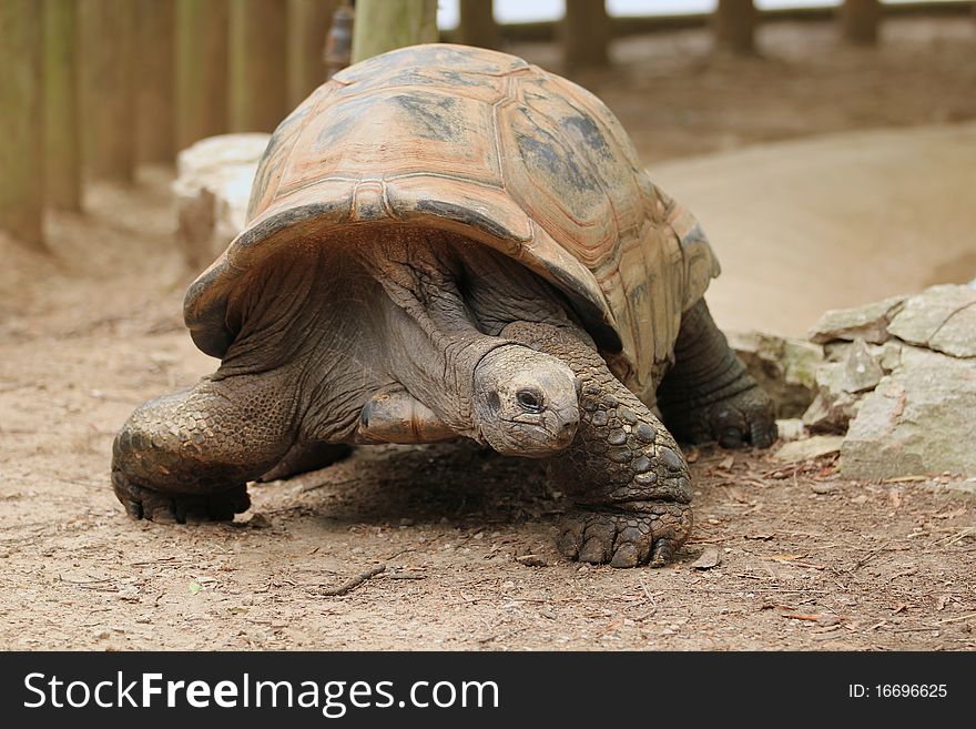 A tortoise walking across the dirt