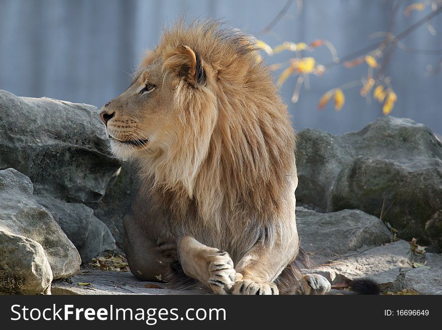 Male lion staring off while lying on a large rock. Male lion staring off while lying on a large rock