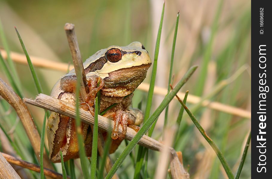 European tree frog standing in green grass.