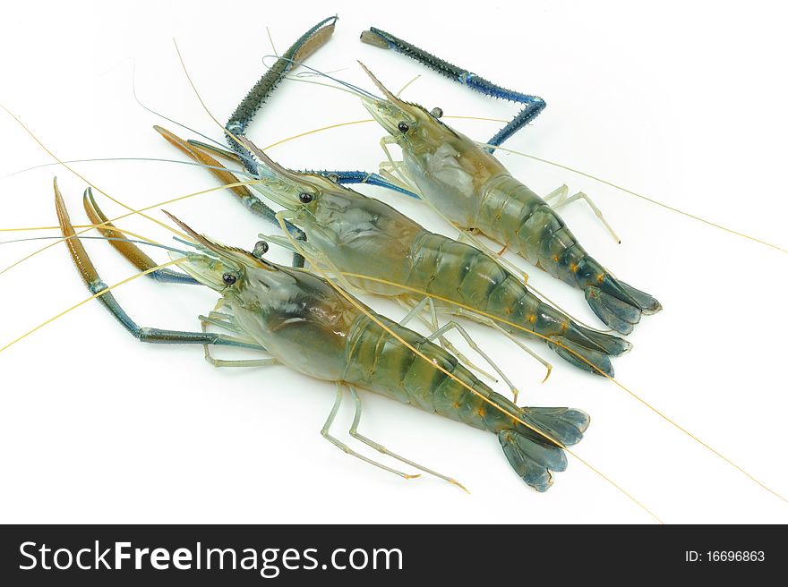 Giant river prawn isolated on white background. Giant river prawn isolated on white background.