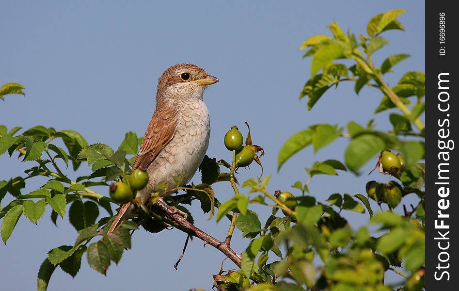 Juvenil Red-backed Shrike on bush