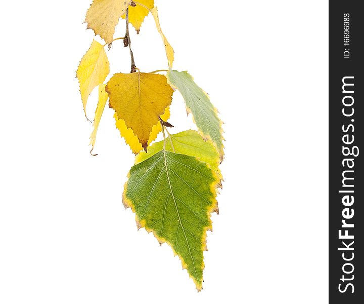 Autumn birch leaves on a white background