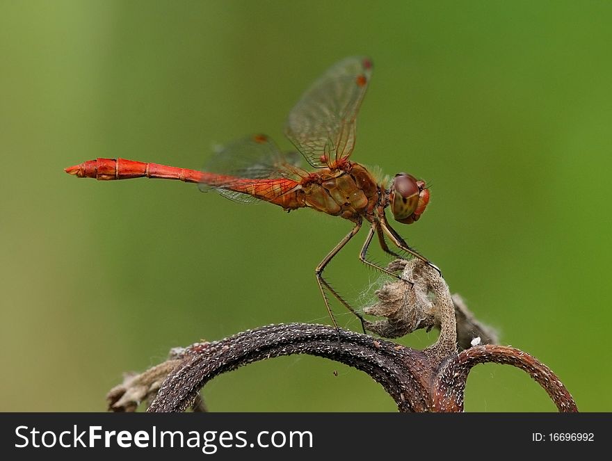 Southern Darter (Sympetrum meridionale) resting on top of dry plant.