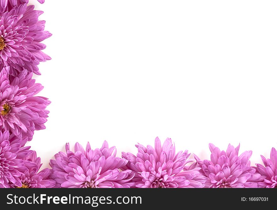Frame made of chrysanthemum flowers on a white background
