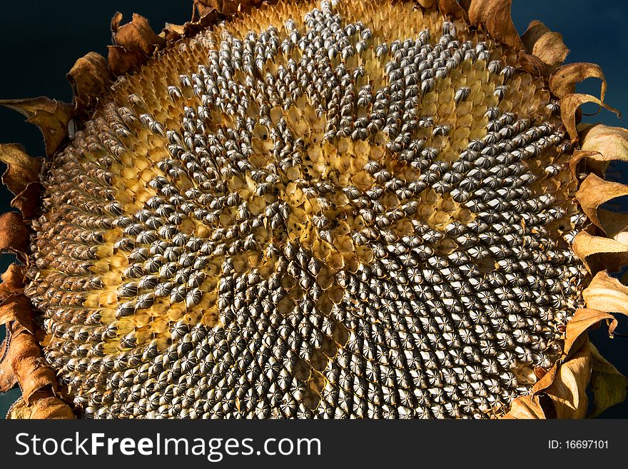 Sunflower - withered in autumn, bird food. Sunflower - withered in autumn, bird food