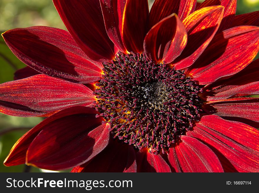 Sunflower Moulin Rouge single blossom format filling