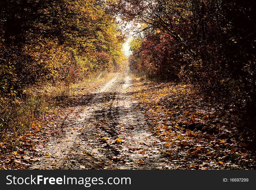 A autumn forest with road