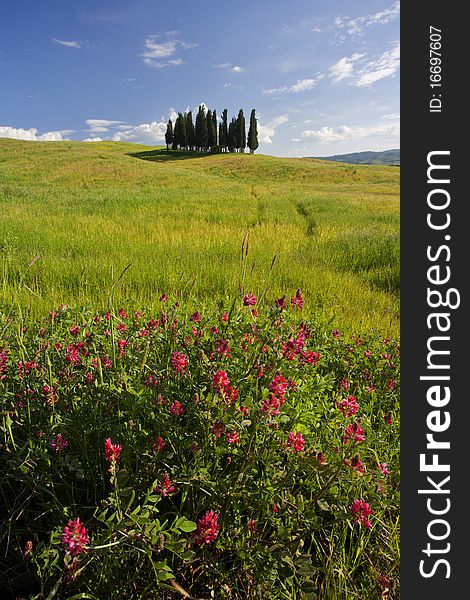 Small group of Tuscany cypresses with red flowers