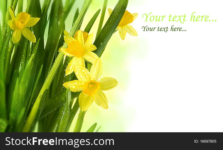 Daffodils With Rain Drops - Spring Card