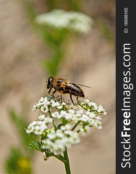 Bee pollinating white flower on a bright sunshine morning. Bee pollinating white flower on a bright sunshine morning