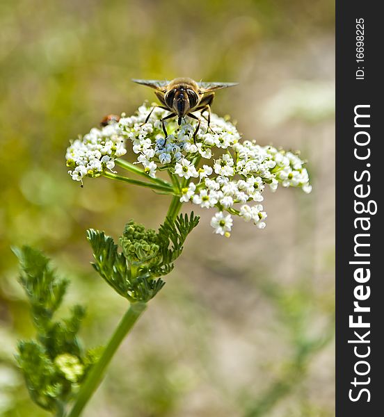 Bee Pollinating Flower