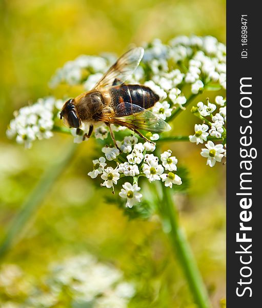 Bee pollinating white flower on a bright sunshine morning. Bee pollinating white flower on a bright sunshine morning