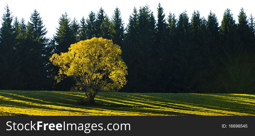 Yellow tree in autumn on a meadow
