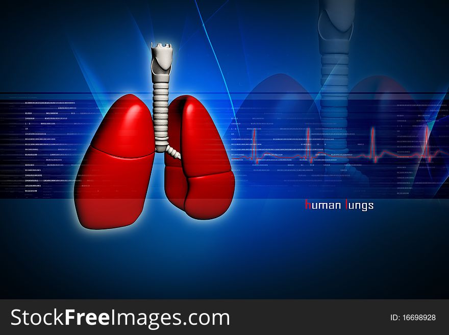Human lungs in digital design