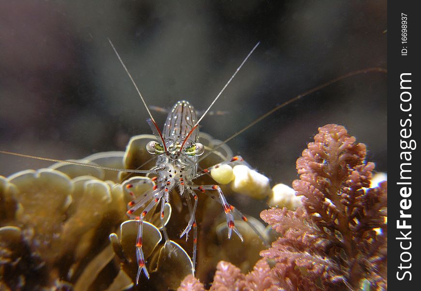 Glass shrimp on sea weed New Zealand