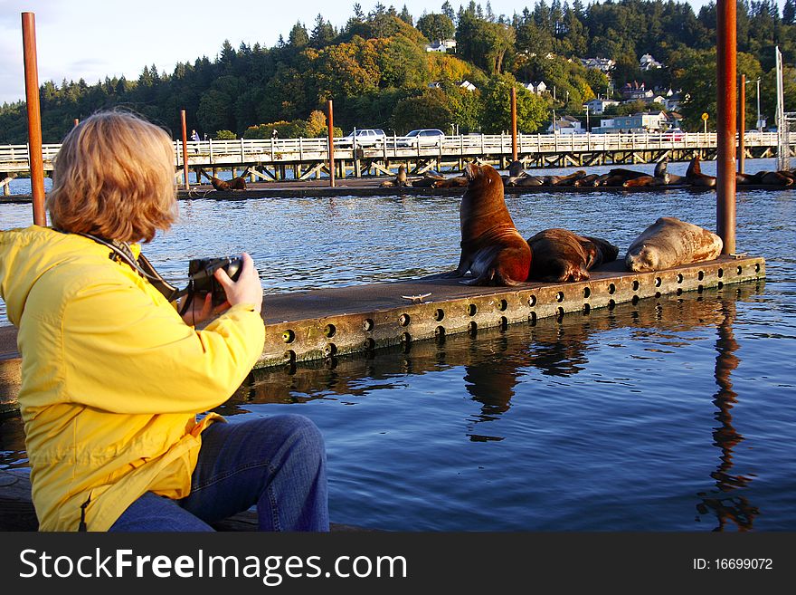 Photographing a sea-lion posed on a wooden platform in a bay Astoria Oregon. Photographing a sea-lion posed on a wooden platform in a bay Astoria Oregon.