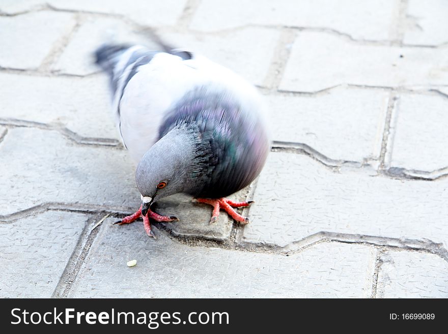 Pigeon pecks at the ground a lonely grain