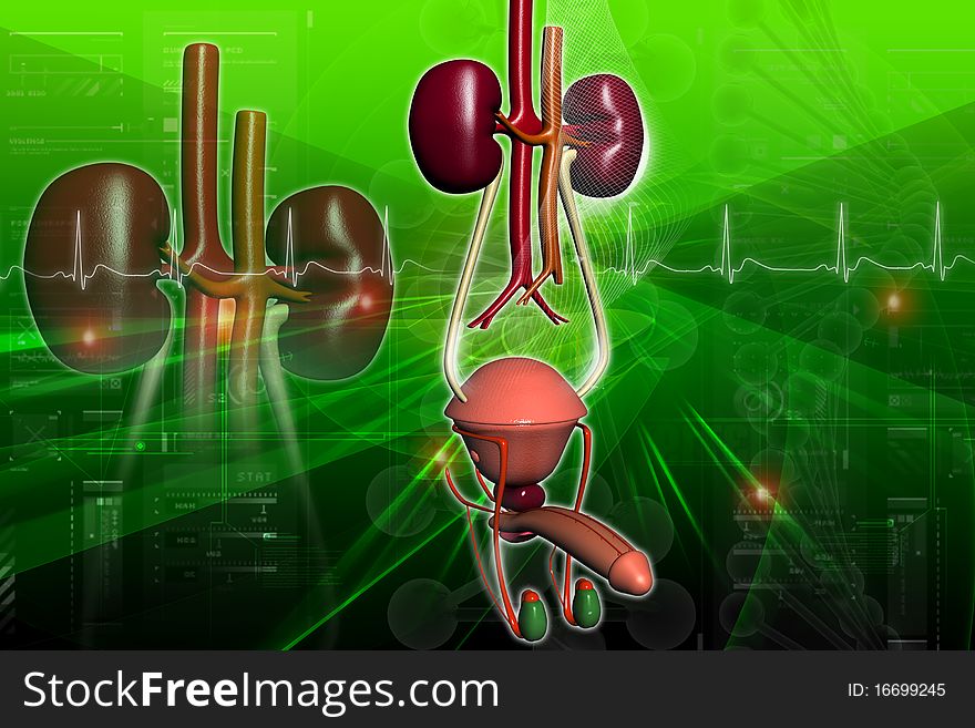 Male urinary system in digital design