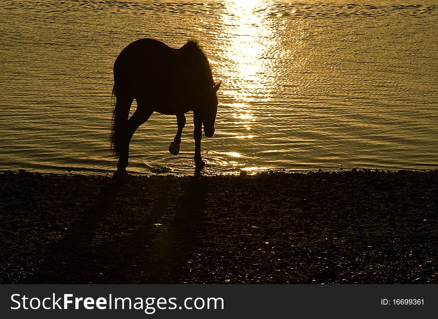 Color photo of a beautiful horse drinking from the river at sunset.The horse is silhouetted against the golden light on the water. Color photo of a beautiful horse drinking from the river at sunset.The horse is silhouetted against the golden light on the water.