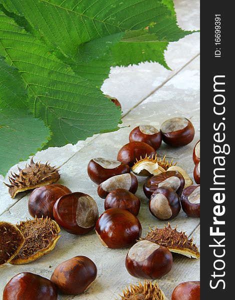 Many chestnut trees with leaves on wooden table. Many chestnut trees with leaves on wooden table