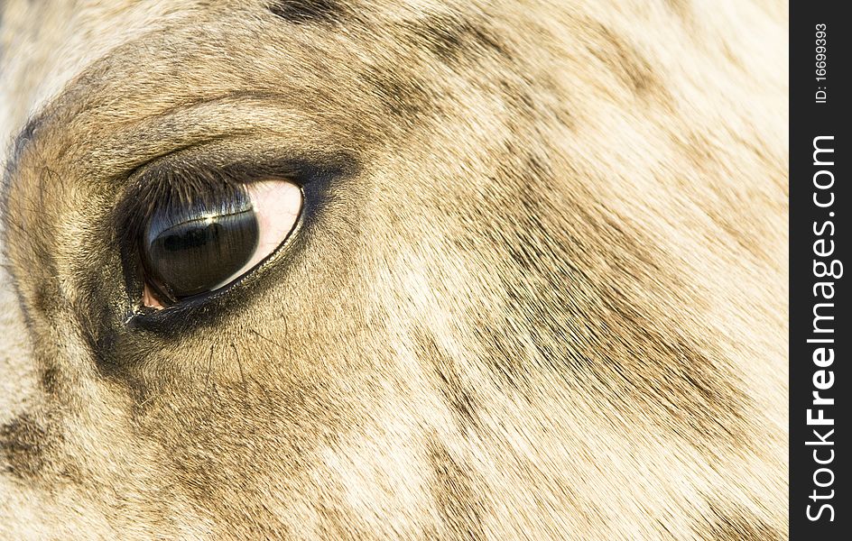 Close Up Of An Appaloosa Horse`s Face