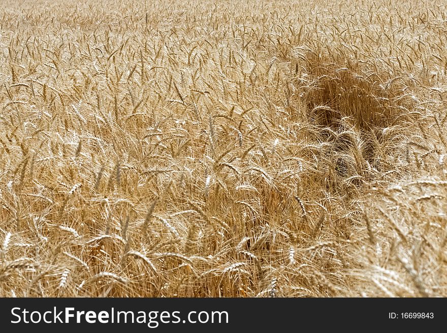 Summer golden field of wheat with a trail. Summer golden field of wheat with a trail