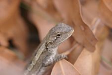 Lizard Head Royalty Free Stock Photo Lizard Head Royalty Free Stock Photo