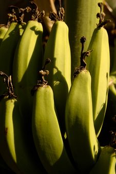 Green Bananas Stock Images