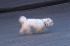 White Hairy Dog On His Way Royalty Free Stock Image