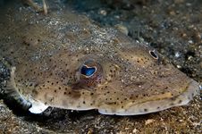 Flat Fish Indonesia Sulawesi Royalty Free Stock Image Flat Fish Indonesia Sulawesi Royalty Free Stock Image