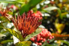 Ixora Chinensis Royalty Free Stock Images Ixora Chinensis Royalty Free Stock Images