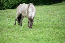 Danish Horses 01 Stock Images