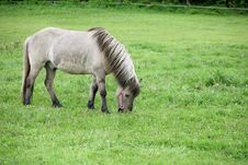 Danish Horses 01 Royalty Free Stock Photos