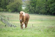 Danish Horses 01 Stock Image