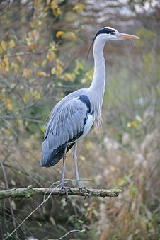 Heron 3 Stock Image