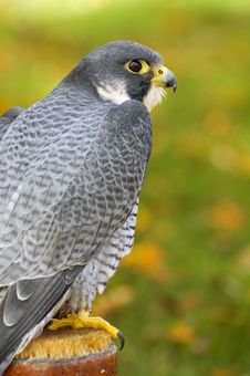 Peregrine Falcon (Falco Peregrinus) Sits On Perch Stock Photography Peregrine Falcon (Falco Peregrinus) Sits On Perch Stock Photography